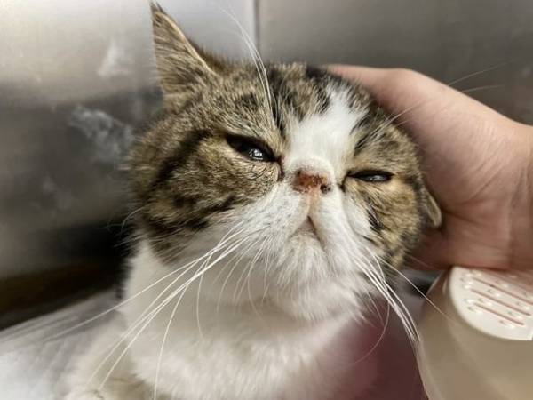 FIP(猫伝染性腹膜炎)と闘う猫「天乃助」を救いたい！クラウドファンディングを8月31日(水)まで実施