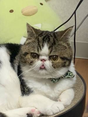 FIP(猫伝染性腹膜炎)と闘う猫「天乃助」を救いたい！クラウドファンディングを8月31日(水)まで実施