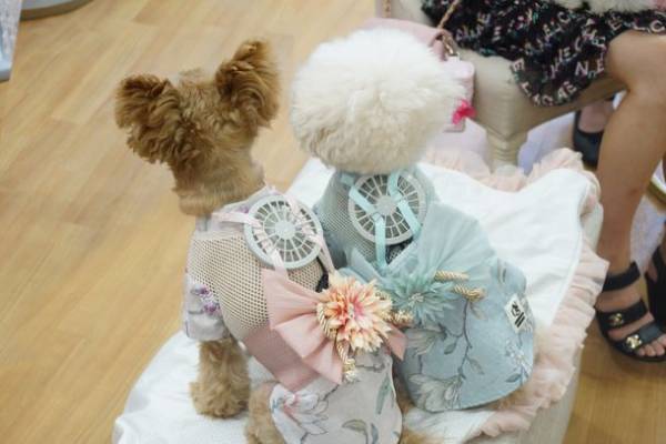 世界初！海外メディアも大注目のペットの熱中症対策アイテム「空調ペット服 COOL DOG(R)」に大型犬用ダブルFANタイプと納涼浴衣タイプの2バージョン追加発売！