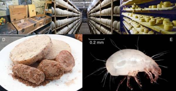 ヨーロッパで伝統的にコナダニをチーズの熟成に用いる、3つの遠く離れたチーズ工房において、「蔵付き酵母」ならぬ「蔵付きダニ」は同種のチーズコナダニであることを発見
