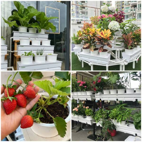 アプリで管理・記録できる30日間自動水やりプランター『LetPot』　Makuakeにて目標金額400％を達成！9月29日まで実施中