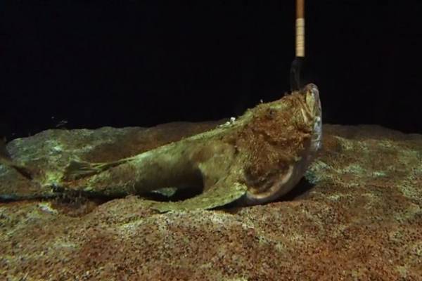 「未知なる新世海 神秘の海ゾーン」に注目　2022年9月23日(金・祝)・24日(土)限定！クラゲナイト開催