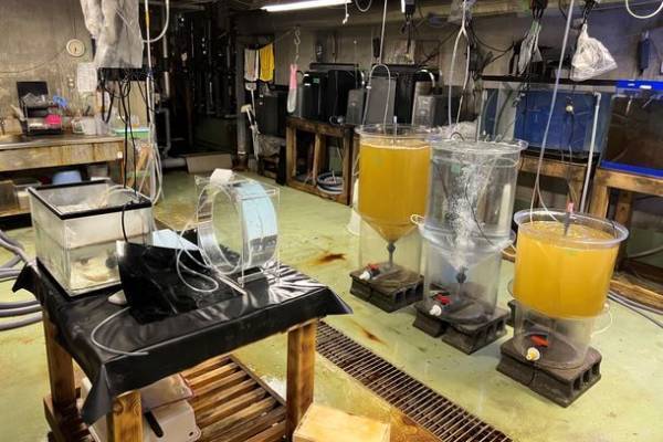 「未知なる新世海 神秘の海ゾーン」に注目　2022年9月23日(金・祝)・24日(土)限定！クラゲナイト開催