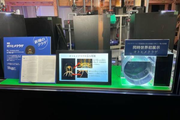 「未知なる新世海 神秘の海ゾーン」に注目　2022年9月23日(金・祝)・24日(土)限定！クラゲナイト開催