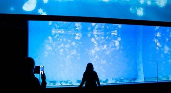 「未知なる新世海 神秘の海ゾーン」に注目　2022年9月23日(金・祝)・24日(土)限定！クラゲナイト開催