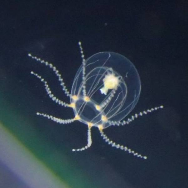 「未知なる新世海 神秘の海ゾーン」に注目　2022年9月23日(金・祝)・24日(土)限定！クラゲナイト開催