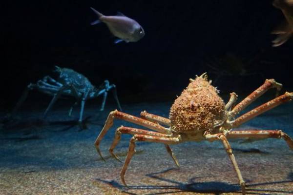 「未知なる新世海 神秘の海ゾーン」に注目　2022年9月23日(金・祝)・24日(土)限定！クラゲナイト開催