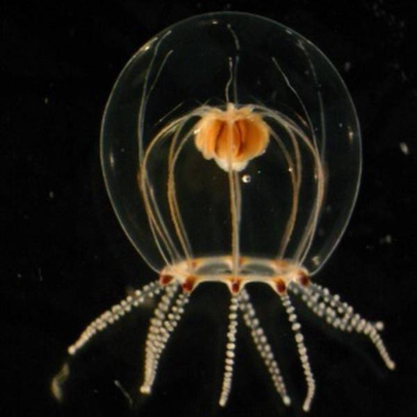 「未知なる新世海 神秘の海ゾーン」に注目　2022年9月23日(金・祝)・24日(土)限定！クラゲナイト開催