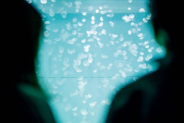 「未知なる新世海 神秘の海ゾーン」に注目　2022年9月23日(金・祝)・24日(土)限定！クラゲナイト開催