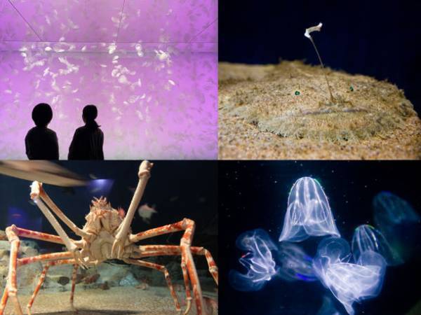 「未知なる新世海 神秘の海ゾーン」に注目　2022年9月23日(金・祝)・24日(土)限定！クラゲナイト開催