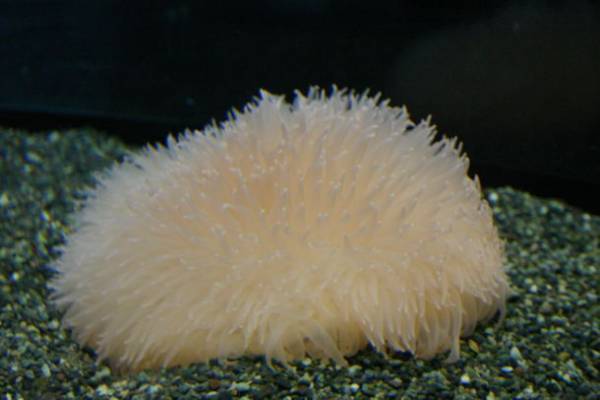 「未知なる新世海 神秘の海ゾーン」に注目　2022年9月23日(金・祝)・24日(土)限定！クラゲナイト開催