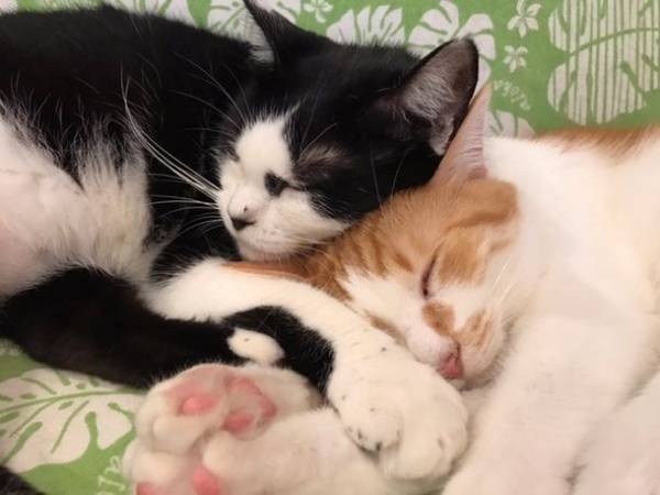 譲渡型保護猫カフェ「保護猫かふぇリアン」経営継続のためのプロジェクトで目標金額100％を達成　ネクストゴールを設定し9月14日までプロジェクト継続中