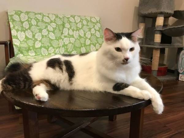 譲渡型保護猫カフェ「保護猫かふぇリアン」経営継続のためのプロジェクトで目標金額100％を達成　ネクストゴールを設定し9月14日までプロジェクト継続中