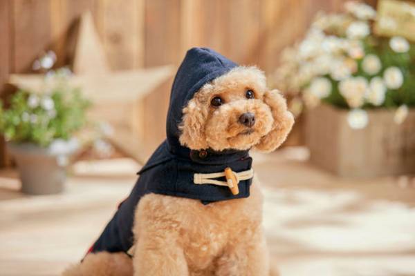 サステナブルな天然繊維「カポック」を使用した、初※のドッグウェアとベッドを2022年8月18日(木)に発売