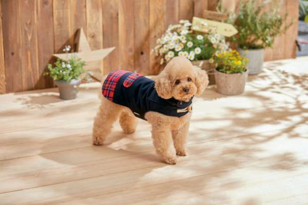 サステナブルな天然繊維「カポック」を使用した、初※のドッグウェアとベッドを2022年8月18日(木)に発売