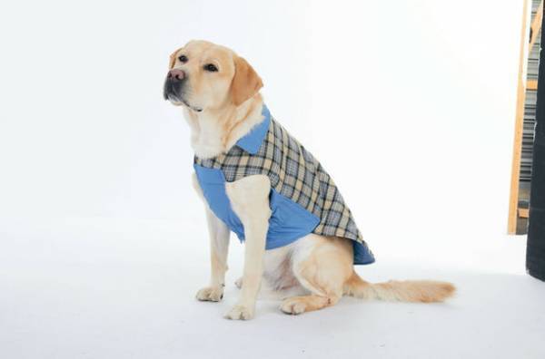 サステナブルな天然繊維「カポック」を使用した、初※のドッグウェアとベッドを2022年8月18日(木)に発売