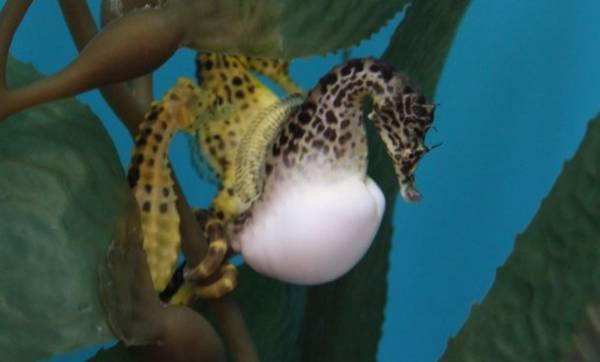 ギンビス　「たべっ子どうぶつ」の仲間たちがやってくる！特別イベント「たべっ子水族館 in アクアワールド・大洗」パワーアップしたコラボイベントを10月31日まで開催