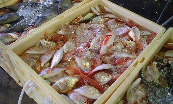 輪島ねぶた温泉　海游　能登の庄　9月底引網漁解禁！海游　能登の庄　のど黒大盤振る舞い！