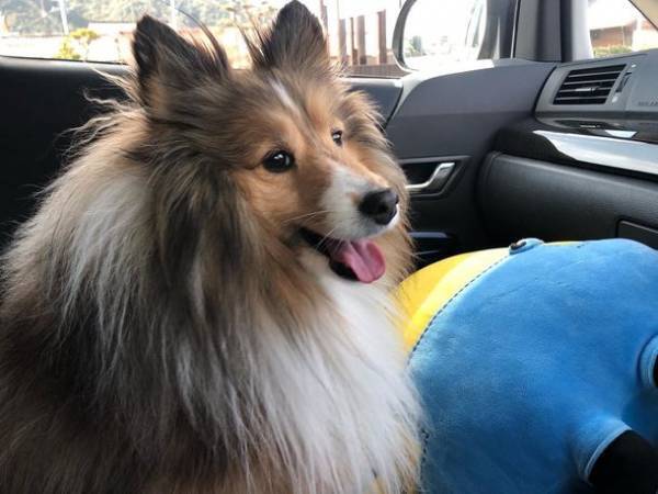 病気と闘う犬「ラッキー」を救いたい！多発性骨髄腫と闘うためにクラウドファンディングを実施！皆様の支援が必要です！≪8月12日～9月30日　午後23時終了≫