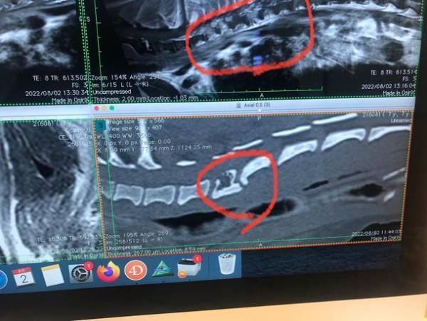病気と闘う犬「ラッキー」を救いたい！多発性骨髄腫と闘うためにクラウドファンディングを実施！皆様の支援が必要です！≪8月12日～9月30日　午後23時終了≫