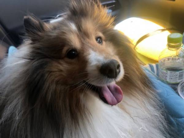 病気と闘う犬「ラッキー」を救いたい！多発性骨髄腫と闘うためにクラウドファンディングを実施！皆様の支援が必要です！≪8月12日～9月30日　午後23時終了≫