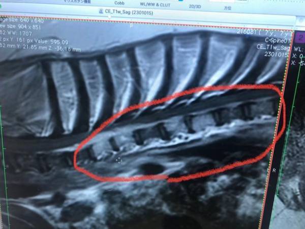 病気と闘う犬「ラッキー」を救いたい！多発性骨髄腫と闘うためにクラウドファンディングを実施！皆様の支援が必要です！≪8月12日～9月30日　午後23時終了≫