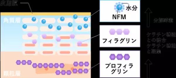 大阪・零売薬局「アリス薬局」が新サービス「アトピー性皮膚炎の根本改善プログラム」を9月29日に開始