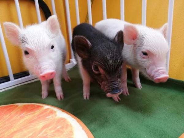 産まれて2カ月以内のマイクロブタの赤ちゃん専門のブタカフェ　【Piglets cafe】2022年12月頃～限定オープン！