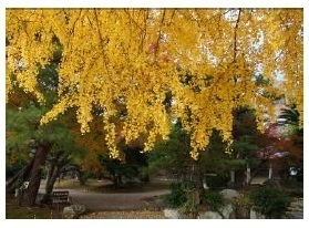 ～デジタルライトアップ＆豪華抽選＆プレミアムツアー等企画盛りだくさん～「豪商のまち松阪キャンペーン2022」始まります。