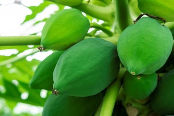 食×マガジン「FUDO-風土-」9月初旬発売！商品と一緒に生産者さんの想いや食材の魅力をストーリーにしてお届け