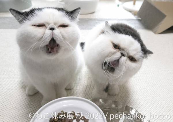 ＼名古屋ギャラリー5周年／「ねこ休み展」秋の新作展が9/17(土)～開催！SNS未公開の新作が多数展示　限定ポストカード配布＆コラボイベントなど盛りだくさん