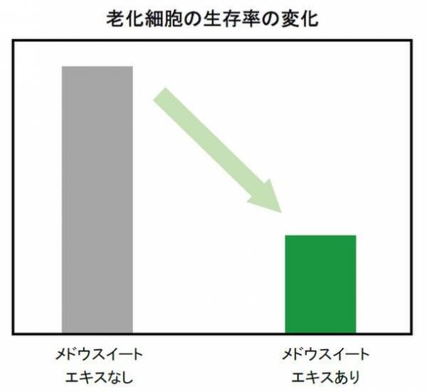 北海道増毛郡の自社農場「北海道暑寒別岳パイロットファーム」にて有機栽培した植物『メドウスイート』に皮膚の老化細胞を除去する効果を発見