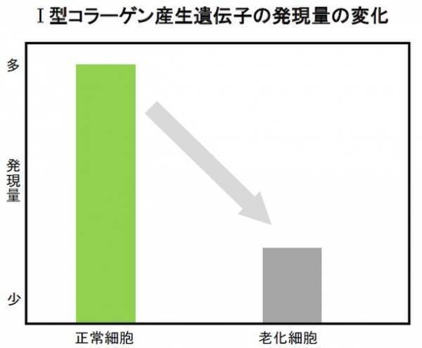 北海道増毛郡の自社農場「北海道暑寒別岳パイロットファーム」にて有機栽培した植物『メドウスイート』に皮膚の老化細胞を除去する効果を発見