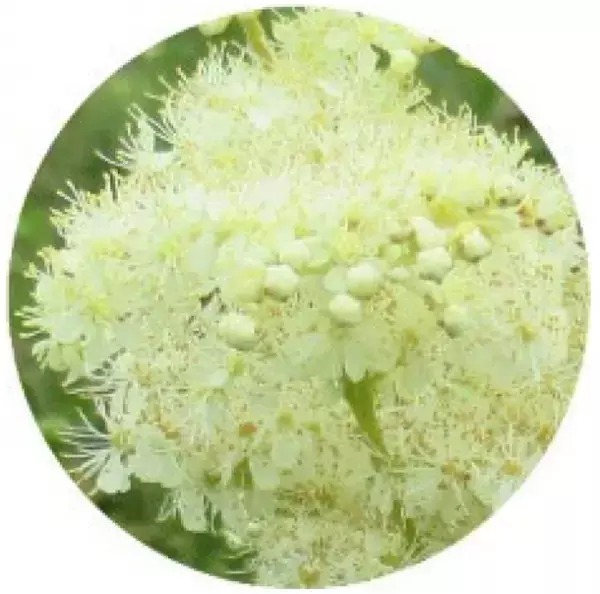 北海道増毛郡の自社農場「北海道暑寒別岳パイロットファーム」にて有機栽培した植物『メドウスイート』に皮膚の老化細胞を除去する効果を発見