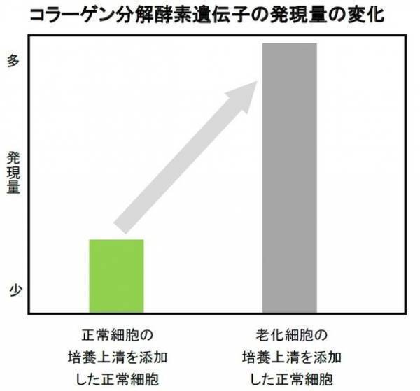 北海道増毛郡の自社農場「北海道暑寒別岳パイロットファーム」にて有機栽培した植物『メドウスイート』に皮膚の老化細胞を除去する効果を発見