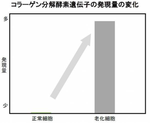 北海道増毛郡の自社農場「北海道暑寒別岳パイロットファーム」にて有機栽培した植物『メドウスイート』に皮膚の老化細胞を除去する効果を発見