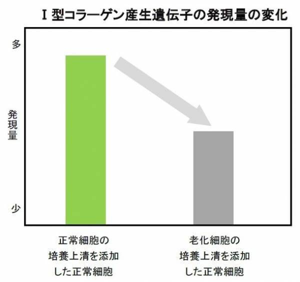 北海道増毛郡の自社農場「北海道暑寒別岳パイロットファーム」にて有機栽培した植物『メドウスイート』に皮膚の老化細胞を除去する効果を発見