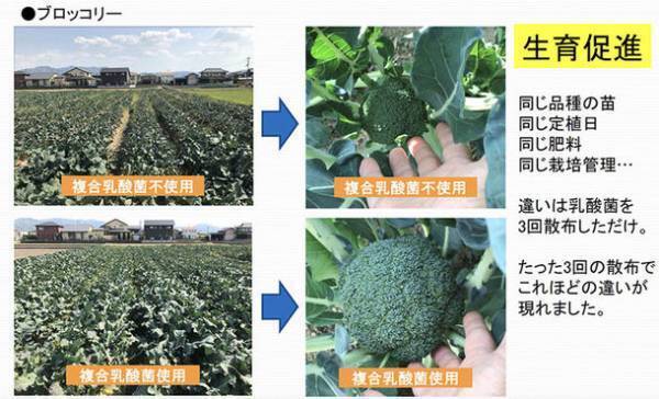 植物を元気にする複合乳酸菌『畑想い』が10月1日販売開始！土壌改善もでき、地球にやさしい商品