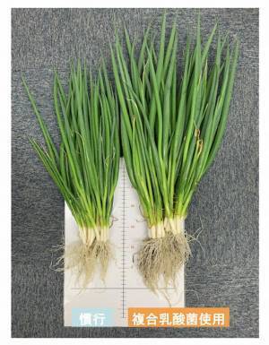 植物を元気にする複合乳酸菌『畑想い』が10月1日販売開始！土壌改善もでき、地球にやさしい商品