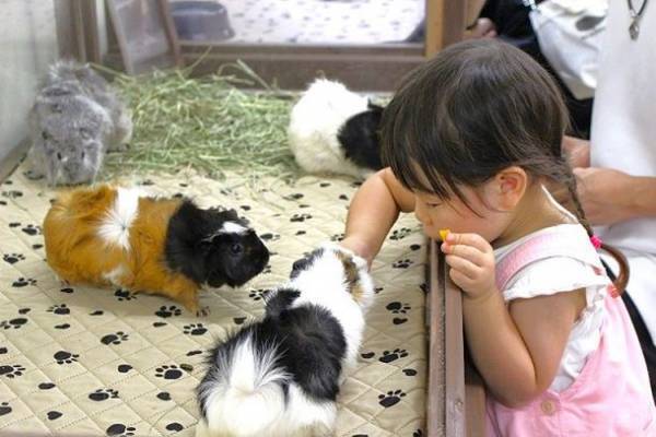 モルモット目線でもっと仲良し！withコロナ時代の新ふれあいイベント『もるタイム』開始