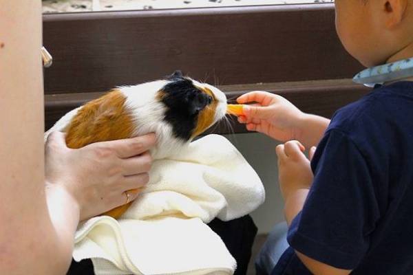 モルモット目線でもっと仲良し！withコロナ時代の新ふれあいイベント『もるタイム』開始