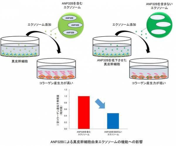 真皮幹細胞が分泌するエクソソームの変化が肌のコラーゲン産生に関わることを発見