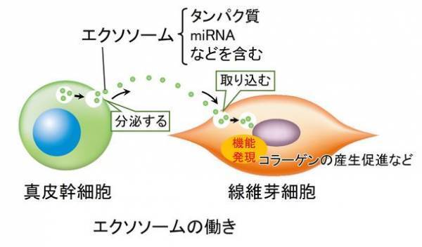 真皮幹細胞が分泌するエクソソームの変化が肌のコラーゲン産生に関わることを発見