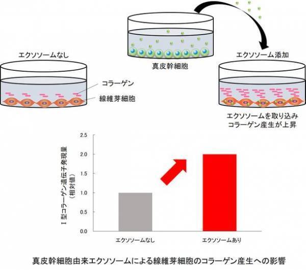 真皮幹細胞が分泌するエクソソームの変化が肌のコラーゲン産生に関わることを発見