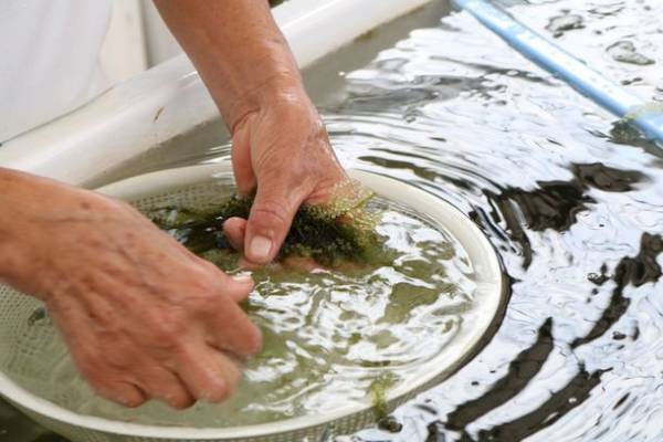 行き場を失った海ぶどうを再活用　沖縄の長寿のイメージを世界へ発信するアンチエイジングサプリメント製品化へ