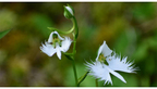 六甲高山植物園 天翔る白鷺（しらさぎ）の如き花サギソウが開花しました！