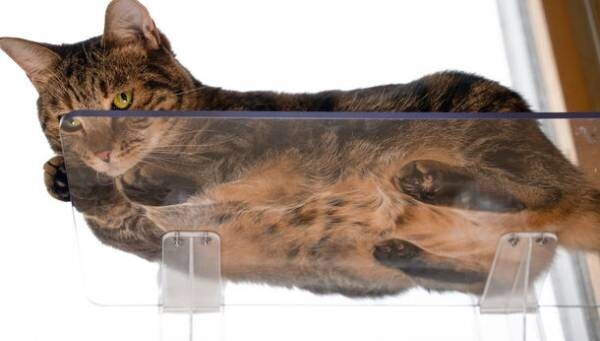 猫ちゃんの肉球まる見え！吸盤式窓用キャットステップ　Makuakeにて9月1日より先行販売を開始