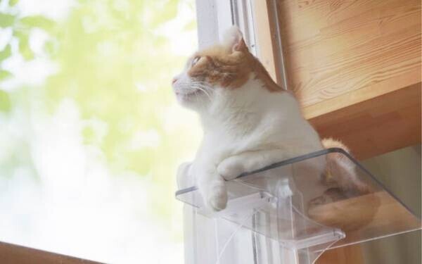 猫ちゃんの肉球まる見え！吸盤式窓用キャットステップ　Makuakeにて9月1日より先行販売を開始
