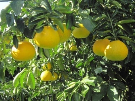 ～近鉄沿線の魅力創造～松田果樹園＋「フルーツコラーゲンゼリー」 新発売