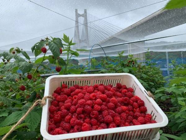 約30年ぶりに秩父市にオープンしたシネコンを記念して「SLユナイテッド・シネマ ウニクス秩父 開業記念号」を9/17(土)に運行！9/18(日)に「SLちちぶシャインマスカット郷」、9/25(日)に「SL CHICHIBU FARM STAY EXPRESS」を運行